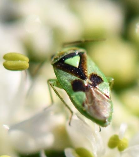 Réf. 290 117 : Orthops campestris